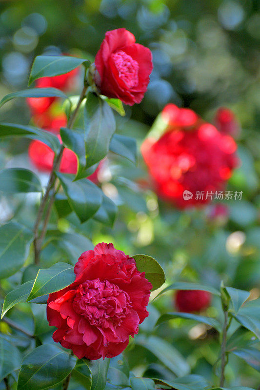 茶花/日本茶花